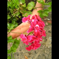Geranium lierre double bicolore (fam. Geraniacees)(02)